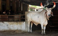 3.000 dân làng ở Ấn Độ làm đám cúng lớn cho bò đực