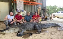 Mỹ: Phát hiện cổ vật ngàn năm trong bụng cá sấu "quái vật"