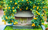 Độc đáo quất bonsai "ôm nhà" cổ mang phong cách xưa hút khách dù giá rất cao