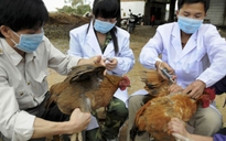 Việt Nam phát hiện ca cúm A/H5N1 trên người sau hơn 8 năm