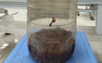 Uống rượu ngâm cà gai, 2 người đàn ông mê sảng