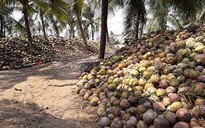 Ký kết thu mua hơn 800 ha dừa cho nông dân Trà Vinh