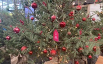 Chi hàng chục triệu đồng nhập cây thông tươi từ châu Âu về trang trí Noel