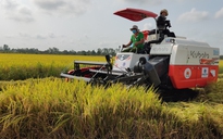 Nông nghiệp là trụ đỡ (*): Xuất khẩu gạo tự tin vượt Thái Lan