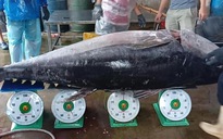Chuyến biển xuyên Tết, ngư dân Bình Định câu được cá ngừ đại dương "khủng"