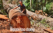 Cận cảnh cánh rừng ở Măng Đen bị tàn phá