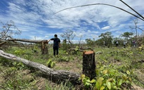 Khởi tố vụ án phá rừng lớn nhất ở Đắk Lắk