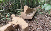 Chủ tịch tỉnh Quảng Trị "truy" lý do biết rừng bị phá nhưng không báo cáo