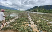 Dân Quảng Nam, Quảng Trị xót xa nhìn cảnh mưa lũ dị thường "xóa" đồng ruộng