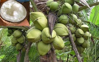 Trà Vinh nâng cấp chuỗi giá trị dừa