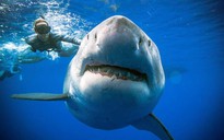 Mãnh thú "tiêu diệt" siêu cá mập Megalodon vẫn còn sống