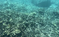 Suy giảm rạn san hô ở vịnh Nha Trang: Yêu cầu tỉnh Khánh Hòa báo cáo trước ngày 19-6