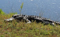 Mỹ: Bị cá sấu kéo xuống ao nhấn chết