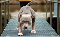 Người đàn ông xua chó pitbull, béc-giê ra tấn công hàng xóm