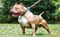 Bé trai ở Bình Phước bị chó Pitbull to lớn tấn công đến tử vong