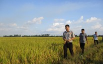 12.000 tỉ đồng phát triển vùng trồng lúa chất lượng cao