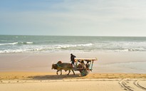 Có nên cấm xe bò chở khách du lịch trên bãi biển?