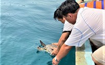 Khi người dân ý thức bảo tồn rùa biển