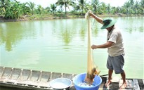 Phát triển mô hình canh tác lúa - tôm