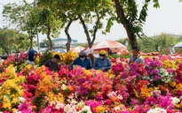 Thêm một chợ hoa Tết ở TP HCM mở cửa đón khách