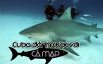 Cuba đánh cược với… cá mập
