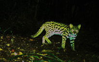 Ngắm loài mèo rừng quý hiếm trên đỉnh Trường Sơn