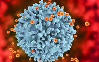Ghi nhận hơn 500 biến thể SARS-CoV-2, Bộ Y tế khuyến cáo phòng COVID-19