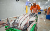 Xuất khẩu cá tra tăng trưởng dương