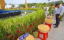 Sắp có “Con đường lúa gạo Việt Nam” tại Hậu Giang