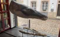 Lộ diện "chúa tể đại dương" kỷ Jura có thân hình dài 6 m