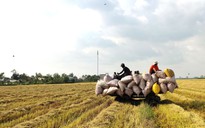Qua cơn sốt, giá gạo Việt Nam vẫn cao