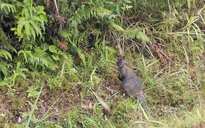 Bất ngờ phát hiện 3 con chuột túi nặng hơn 10 kg ở Cao Bằng