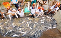 Đồng Tháp chỉ đạo “nóng” liên quan việc nuôi cá tra trong tình hình mới