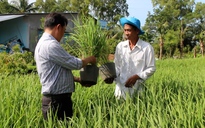 VIDEO: Lão nông trồng 10.000 chậu lúa phục vụ festival tại Hậu Giang