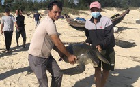 Rùa biển cổ đại nặng 40 kg dính lưới ngư dân Quảng Trị