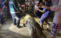 Cá sấu "quái vật" liên tiếp xuất hiện ở Malaysia