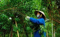 Làng đào Nhật Tân tất bật vào mùa tuốt lá