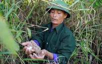 Chim trời đã tìm về Hạc Hải