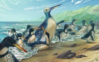 Hai “quái vật chim cánh cụt” to gấp đôi con người xuất hiện ở châu Úc