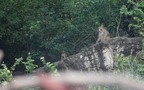Nhiều đàn khỉ tràn xuống vùng ven Nha Trang