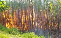 Tìm nguyên nhân hàng trăm hecta mía cháy ở Tây Nguyên