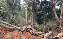 Ngang nhiên mở đường, phá rừng ở Khánh Hòa: Đủ điều kiện khởi tố vụ án