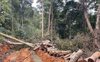 Khởi tố vụ mở đường, phá rừng ở Khánh Hòa
