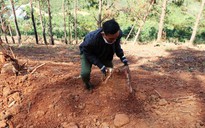 Lâm Đồng: 12 người chiếm hơn 115.000m2 đất rừng sản xuất