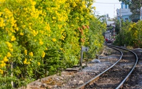 Mong có đường hoa dọc tuyến đường sắt