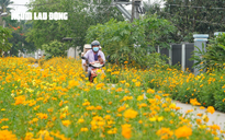 Tuyến đường hoa sao nhái tuyệt đẹp tại huyện Củ Chi, TP HCM