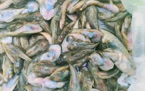Cá trên sông ở Quảng Nam tiếp tục chết trắng, nghi bị đầu độc