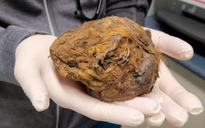 Sự thật về "xác ướp yêu tinh” 30.000 năm không tan rã trong mỏ vàng