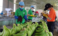 Trung Quốc giảm mua chuối, Hoàng Anh Gia Lai "hụt" lãi