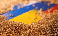 Châu Âu "cấm cửa một phần" ngũ cốc Ukraine, Nga bác cáo buộc "tàu cá gián điệp"